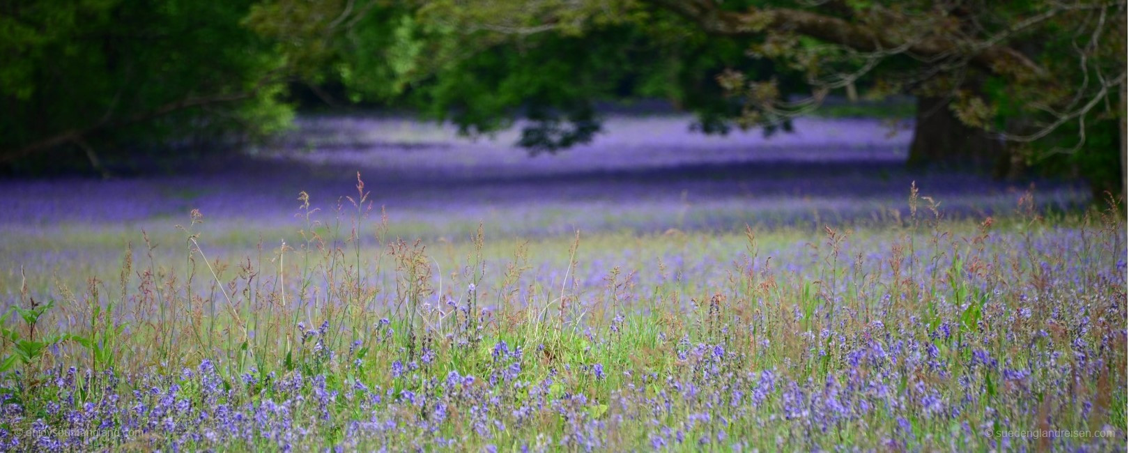 Spektakuläres Bluebell-Feld in Enys Gardens